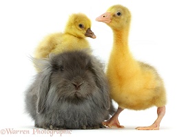 Embden x Greylag Goslings and bunny