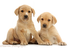 Two cute Yellow Labrador puppies lounging together