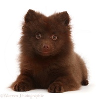 Chocolate brown Pomeranian puppy lying head up