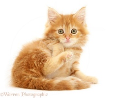 Ginger Maine Coon kitten lounging