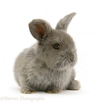 Grey baby Lop rabbit