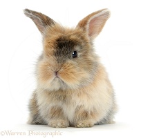 Cute baby bunny