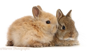 Two cute baby Netherland Dwarf rabbits