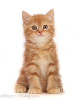 Sweet little ginger kitten