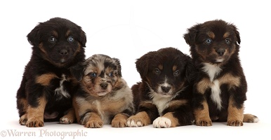 Four Mini American Shepherd puppies, 5 weeks old