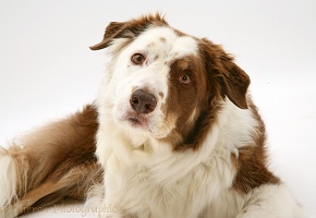 Brown-and-white Border Collie