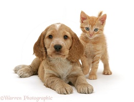 Golden Cocker Spaniel puppy and ginger kitten