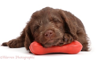 Chocolate Labradoodle puppy sleeping on a rubber bone