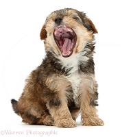 Yorkipoo pup, 6 weeks old, yawning