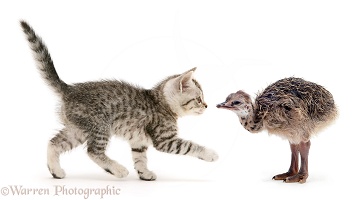 Silver spotted shorthair kitten and Ostrich chick