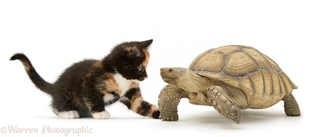 Tortoise and Tortoiseshell kitten