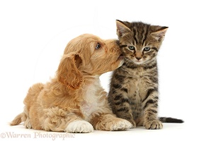 Cockapoo puppy kissing tabby kitten