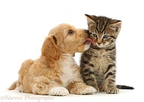 Cockapoo puppy licking tabby kitten
