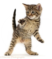 Tabby kitten dancing