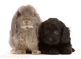 Black Cavapoo puppy, and grey Lop rabbit