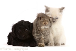 Black Cavapoo puppy, Ragdoll cross kitten & grey Lop rabbit