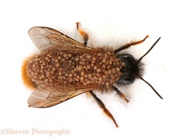 Red-tailed Mason Bee infested with Hairy-Footed Mites