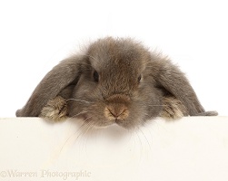Grey Lop rabbit, 12 weeks old, paws over