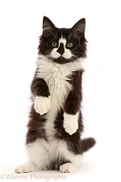 Black-and-white kitten standing up with raised paws
