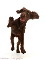 Chocolate working Cocker Spaniel puppy, jumping up