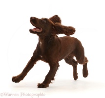 Chocolate working Cocker Spaniel puppy, running