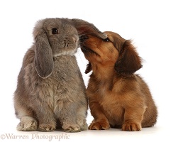 Dachshund puppy, inspecting ear of grey Lop bunny