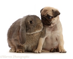 Fawn Pug puppy, 8 weeks old, and grey Lop bunny