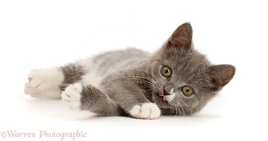Blue-and-white Ragdoll-cross kitten, lying on side