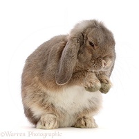 Grey Lop bunny grooming itself