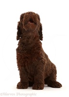Chocolate Labradoodle puppy, howling