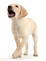 Yellow Labrador Retriever puppy