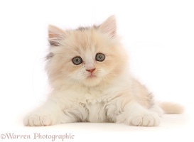 Tortie Persian-cross kitten, 7 weeks old