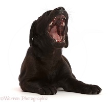 Black Labrador Retriever puppy, 6 weeks old, yawning