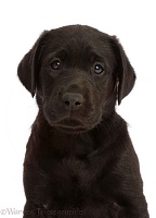 Black Labrador Retriever puppy, 6 weeks old