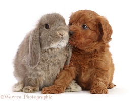 Grey Lop rabbit and Red Cavapoo puppy