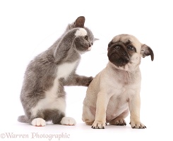 Blue-and-white kitten dabbing at fawn Pug puppy