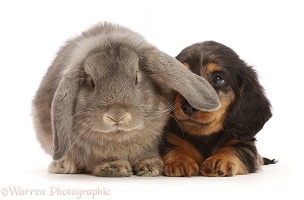 Dachshund puppy, Looking up at grey Lop bunny
