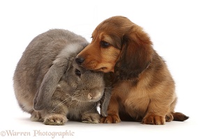 Dachshund puppy, with Lop bunny
