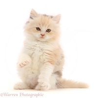 Tortie Persian-cross kitten, 7 weeks old, with raised paw