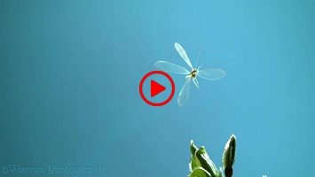 Green Lacewing (Chrysoperla carnea) taking off