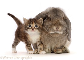 Grey Lop bunny with tortie tabby kitten
