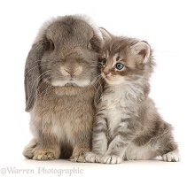 Grey Lop bunny with tabby kitten