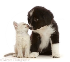 Black-and-white Mini American Shepherd puppy and kitten