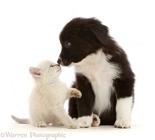 Black-and-white Mini American Shepherd puppy and kitten