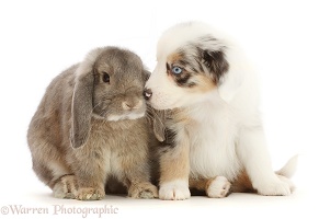 Merle Mini American Shepherd puppy and Lop bunny