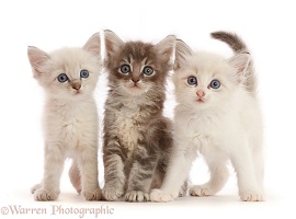 Three tabby and colourpoint kittens