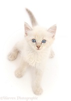 Blue point kitten, sitting looking up