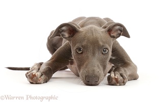 Blue Italian Greyhound puppy, 4 months old, chin on floor