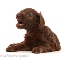 Chocolate Sproodle puppy yawning