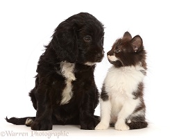 Black-and-white Sproodle puppy and kitten